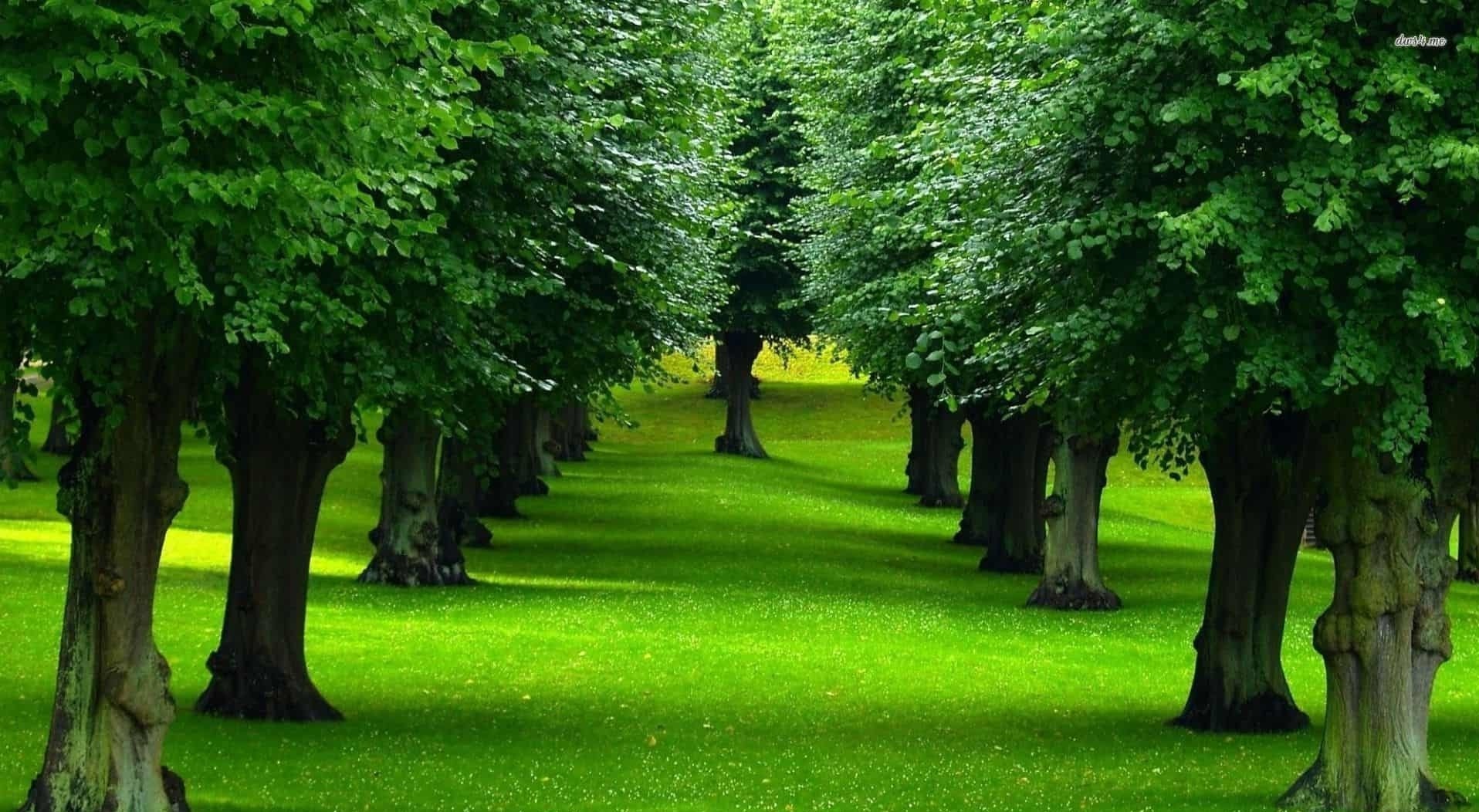 طريقة صنع الغذاء في النبات طريقة صنع الغذاء في النبات