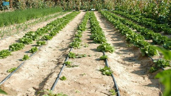 شروط برنامج التنمية الريفية الزراعية المستدامة